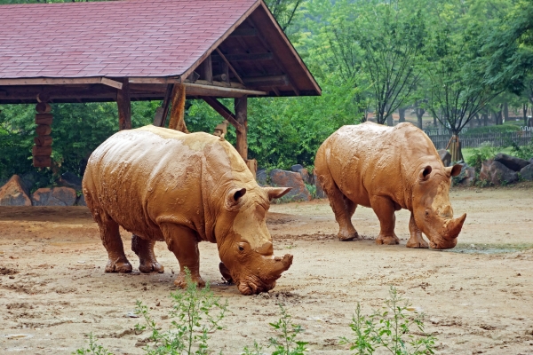 진흙 목욕을 마친 코뿔소. 사진=서울대공원.